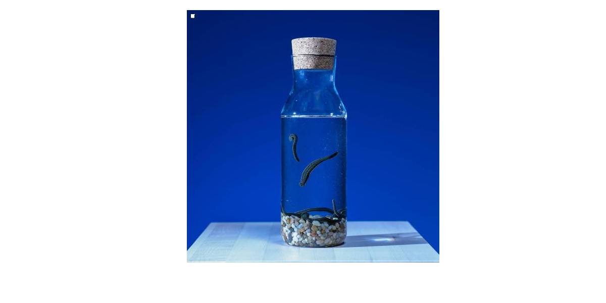 Medizinischer Blutegel  Klein-Mittelgro | HirudoFarm.eu